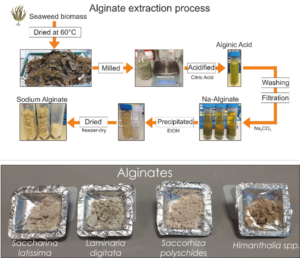 extraction process of alginates